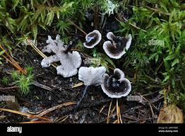 Attēlu rezultāti vaicājumam “Phellodon melaleucus”