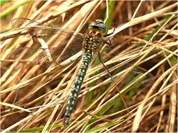 Attēlu rezultāti vaicājumam “Brachytron pratense”