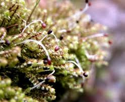 Attēlu rezultāti vaicājumam “Scapania”