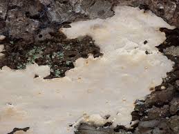 Attēlu rezultāti vaicājumam “Antrodia serialis”