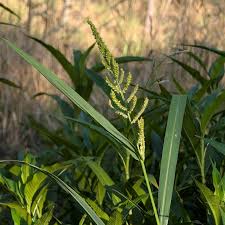 Attēlu rezultāti vaicājumam “Echinochloa crus-galli leaf”