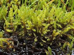 Attēlu rezultāti vaicājumam “Scorpidium cossonii”