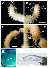 Attēlu rezultāti vaicājumam “Amaurochaete sp.”