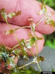 Attēlu rezultāti vaicājumam “Lemna trisulca”