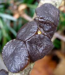 Attēlu rezultāti vaicājumam “Exidia glandulosa”