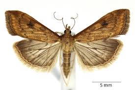 Attēlu rezultāti vaicājumam “Udea fulvalis”