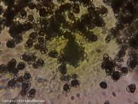 Attēlu rezultāti vaicājumam “Urocystis anemones”