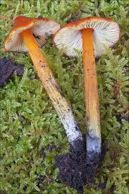 Attēlu rezultāti vaicājumam “Hygrocybe acutoconica”