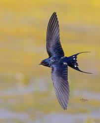 Attēlu rezultāti vaicājumam “Hirundo rustica”
