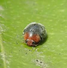 Image result for Cryptolaemus