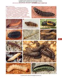 Attēlu rezultāti vaicājumam “Pyrochroidae larva”