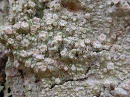 Attēlu rezultāti vaicājumam “Pertusaria albescens”