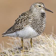 Image result for Calidris melanotos