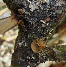 Attēlu rezultāti vaicājumam “Rutstroemia firma”