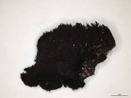 Attēlu rezultāti vaicājumam “Cystocoleus ebeneus”