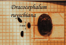 Attēlu rezultāti vaicājumam “Dracocephalum ruyschiana fruit”