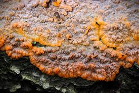 Attēlu rezultāti vaicājumam “Phlebia radiata”