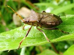 Attēlu rezultāti vaicājumam “Picromerus bidens”