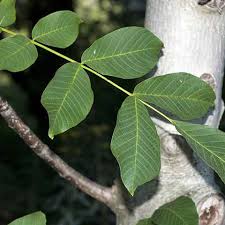 Attēlu rezultāti vaicājumam “Juglans x sinensis leaf”