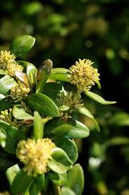 Attēlu rezultāti vaicājumam “Buxus sempervirens flower”