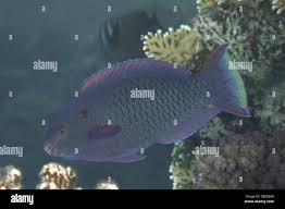 Image result for Scarus niger