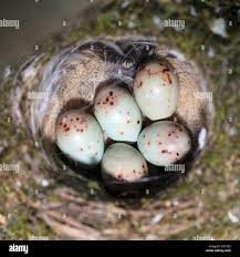 Attēlu rezultāti vaicājumam “Fringilla coelebs nest”