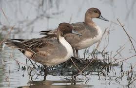 Attēlu rezultāti vaicājumam “Anas acuta male”