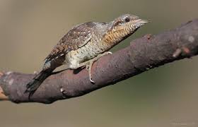 Image result for Jynx torquilla