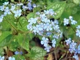 Image result for Brunnera `Jack Frost`