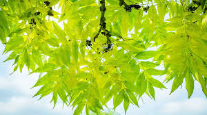 Attēlu rezultāti vaicājumam “Fraxinus excelsior”