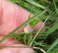 Attēlu rezultāti vaicājumam “Geocrypta galii”