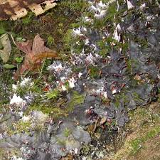 Attēlu rezultāti vaicājumam “Peltigera praetextata”