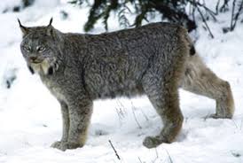 Attēlu rezultāti vaicājumam “Lynx lynx”