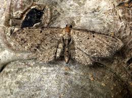 Attēlu rezultāti vaicājumam “Anticollix sparsata”