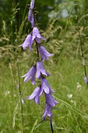 Attēlu rezultāti vaicājumam “Campanula rapunculoides”