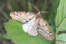 Attēlu rezultāti vaicājumam “Alsophila aescularia”