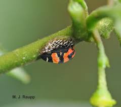 Attēlu rezultāti vaicājumam “Membracidae”