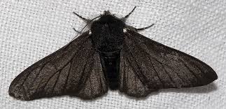 Attēlu rezultāti vaicājumam “Biston betularia”