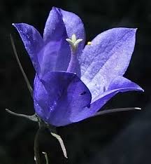 Image result for Campanula affinis