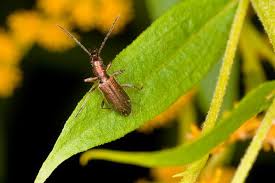 Attēlu rezultāti vaicājumam “Chrysanthia geniculata”
