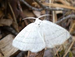 Attēlu rezultāti vaicājumam “Cabera pusaria male”