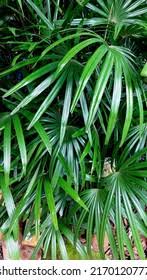 Attēlu rezultāti vaicājumam “Autographa excelsa”