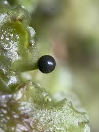 Attēlu rezultāti vaicājumam “Pellia neesiana”