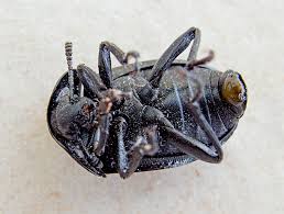 Attēlu rezultāti vaicājumam “Silpha obscura”