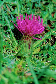 Attēlu rezultāti vaicājumam “Cirsium acaule”