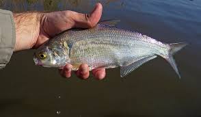 Image result for Dorosoma cepedianum