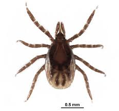 Attēlu rezultāti vaicājumam “Ixodes”