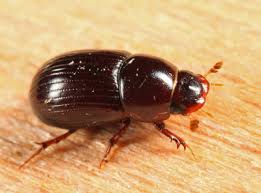 Attēlu rezultāti vaicājumam “Aphodius subterraneus”