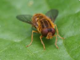 Attēlu rezultāti vaicājumam “Helophilus sp.”