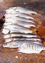 Image result for Microgadus tomcod